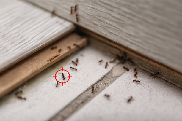 Best Pest Control for Businesses  in Champlin, MN