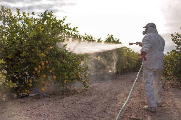 Best Affordable Pest Control Services  in Champlin, MN